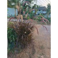 ราคา ต้นหญ้าน้ำพุ หญ้าประดับสุดฮิตเพิ่มความพลิ้วไหวละมุนละไมให้สวน (23813150683)