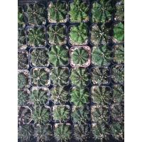 ราคา ยิมโนเขียวเชื้อด่างสวยๆ (21442143065)