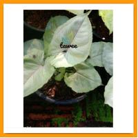 ราคา ต้นไม้มงคล ต้นออมเงินออมทอง (19874864792)