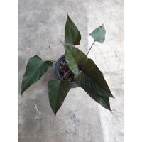 ราคา เสน่ห์จันทร์ดำ ขนาดกระถาง5.5" (12819556041)