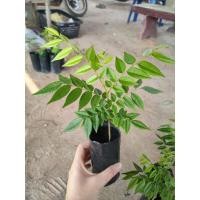 ราคา ต้นพยุงไหหลำไม้ป่าเศรษฐกิจ (4064438435)