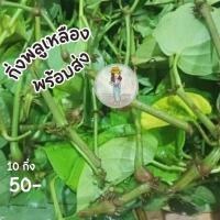 ราคา ขายกิ่งพลูเหลือง พลูกินหมาก แพคละ 10 กิ่ง จากต้นแม่พันธ์ุ อายุ 35 ปี (12844084781)