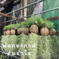 ราคา เคราฤาษีห้อย หนวดฤาษี + ลูกตีนเป็ด ยกพวง สวยๆ ฟู ประดับตกแต่งบ้าน ยก 10 อัน ต้นไม้มงคล ต้นไม้ฟอกอากาศ (25364861230)