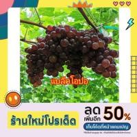 ราคา ต้นพันธุ์แบล็คโอปอ ลูกสีดำแดง ไร้เมล็ด หวานกรอบปลูกง่าย ปลูกได้ทุกภาค (21428841890)