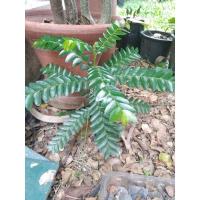 ราคา ต้น"เมตตา มหานิยม " ไม้มงคล (11170965409)