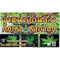 ราคา ต้นกัญชาต้นกล้ากัญชาหางกระรอกภูพานแท้100%️ (16477945292)