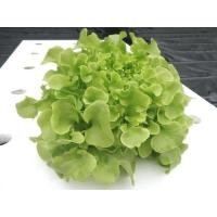 ราคา เมล็ดพันธุ์ กรีนโอ๊ค Green Oak แบบเคลือบ (966694289)