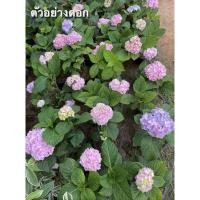 ราคา ต้นชำไฮเดรนเยีย ต้นใหญ่ ติดรากพร้อมปลูก‼️10 ต้นแถม2‼️ (14160856310)