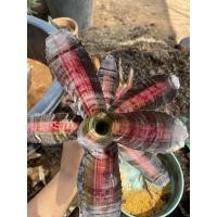 ราคา สับปะรดสีไม้ประดับ1ต้น (11358058982)