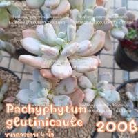 ราคา กุหลาบหิน Pachyphytum Glutinicaule ร้านใบบุญกุหลาบหิน Succulent Echeveria Haworthia Cactus Lithop ไม้อวบน้ำ แคคตัส (20170228950)