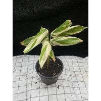 ราคา สาคูด่าง ไม้ด่าง ไม้มงคล ว่านนกขาว (12412662873)