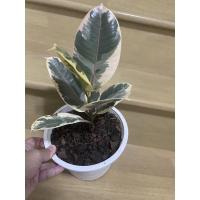 ราคา ต้นยางอินเดียด่างขาว (9664863890)