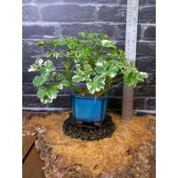 ราคา พญาเล็บครุฑด่างแคระ☘️ (14690798601)