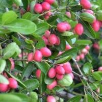 ราคา ต้นมะม่วงหาว มะนาวโห่ (8370260136)