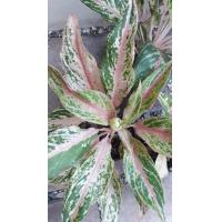 ราคา ต้น อโกนีมา บัลลังค์ทอง (2611778817)