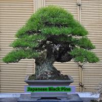 ราคา ขายส่ง เมล็ดสนดำญี่ปุ่น Japanese black pine bonsai seeds เมล็ดพันธุ์ seeds บอนไซ Bonsai บอนไซสนดำ wholesale (1167044167)