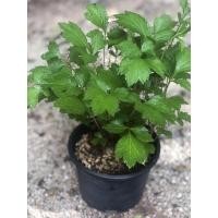 ราคา ต้นจิงจูฉ่ายในกระถาง 6 นิ้ว สวยๆ (10016165218)