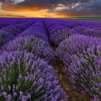 ราคา "COD เมล็ดพันธุ์ ดอกไม้ ลาเวนเดอร์อังกฤษ (English Lavender) จำนวน 80 เมล็ด ราคา 19 บาท เมล็ดพันธุ์ คุณภาพดี ส่งจากไทย" (10246135545)