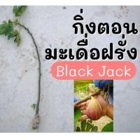ราคา กิ่งตอนมะเดื่อฝรั่ง (Black Jack) 1 กิ่ง (8168326850)