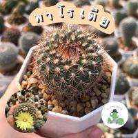 ราคา A Little cactus| แคคตัส กระบองเพชร พาโรเดีย Parodia (19483131473)
