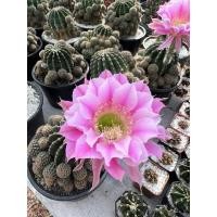 ราคา หน่ออิชินอปซิสไฮบริด (10 แถม 1) พิ้งแองเจิ้ล (Echinopsis Hybrid Pink Angel) ดอกสีชมพู (14683239069)