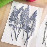 ราคา พร้อมส่ง - ดอกลาเวนเดอร์ทับแห้ง lavender ดอกไม้แห้ง pressed flower (9679292626)