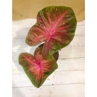 ราคา บอนสี ม่วงมงคล บอนสีสวยงาม (13011115111)