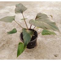 ราคา ต้นเสน่ห์จันทร์ดำ [Homalomena] ไม้มงคล (19250158413)