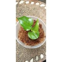 ราคา ต้นโชคเก้าชั้นด่าง เพาะเมล็ด (13904013941)