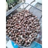 ราคา เมล็ดหมากนวล 30เมล็ด 20บาท/เหมาะแก่การไปเพาะขยายพันธุ์ (9279680190)