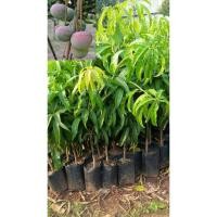 ราคา มะม่วงR2E2กิ่งเสียบยอดขนาด70ซม. (7105024192)