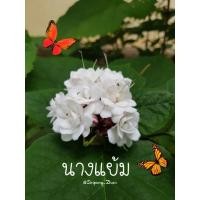 ราคา นางแย้ม10กิ่ง49฿,กิ่งพันธ์ดอกนางแย้ม10กิ่ง49฿ (9790269101)