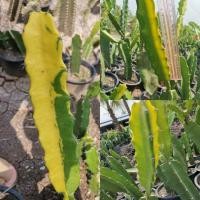 ราคา 6 - ตอสามเหลี่ยมด่าง ตัดสด ตรงปก Cactus ตอด่าง สามเหลี่ยมด่าง ตอสามเหลี่ยม ตลาดตอ แคคตัส กระบองเพชร ไม้อวบน้ำ ราคาถูก (3059306337)