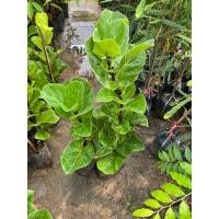 ราคา ไทรใบสักแคระ หายาก ราคาถูก (23244355398)