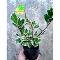 ราคา ต้นสาลิกาลิ้นทองเรียกทรัพย์ ไทรสาลิกาใบด่าง ต้นไทรด่างใบหัวใจ ต้นไทรหัวใจเศรษฐี ราคา 10 บ. **ขั้นต่ำ 5 ต้นค่ะ** (4640397283)