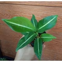 ราคา ต้นเสริมบารมีพร้อมกระถาง 3 นิ้ว (13420849837)