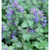 ราคา เมล็ด ขายดี/（การันตีอัตรางอก）แคทนิป กัญชาแมว ต้นแมวรักแมวหลง คัดคุณภาพทุกเมล็ด พร้อมคู่มือการปล/อินทรีย์ คละ สวนครัว ดอก (14892007370)