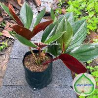 ราคา F180 ต้นพัดโบกแดง บัวปทุมมา ต้นไม้มงคล ไม้ร่มรำไร (7843583973)