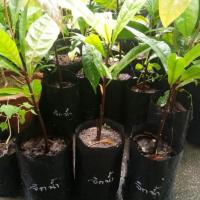 ราคา ต้นจิกน้ำหรือจิกมุจลินท์ชุด2ต้น(สูง50-90ซม.) (10008183318)