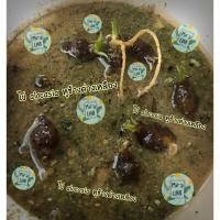 ราคา ไข่ Alocasia บอนหูช้างด่างเหลือง แตกตาแล้ว #ไข่หูช้างด่างเหลือง (13892519295)