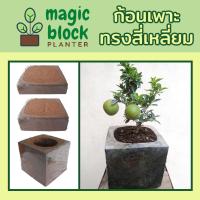ราคา Magicblock ก้อนเพาะปลูกมหัศจรรย์ทรงเหลี่ยม ขนาด 30*30 cm (6333870373)