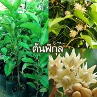 ราคา ต้นพิกุลพิกุลทอง พร้อมส่งสวยๆทุกต้นเลย☘(รับประกันสินค้าชำรุด) (11288309208)