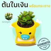 ราคา ต้นคลาสซูล่า พร้อมกระถางหมูคละสี (1949915377)