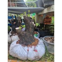 ราคา ต้นตะโก วัตถุดิบ​ทำบอนไซ (22852854048)