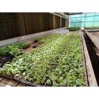 ราคา ต้นกล้วยหอมทองไต้หวัน เพาะเลี้ยงเนื้อเยื่อ (12204078885)