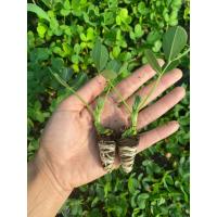 ราคา ต้นกล้าถั่วราชินีลายเสือ ถั่วดิน ราชินี ต้นกล้าละ15บาท10แถม2กล้า (23128769390)