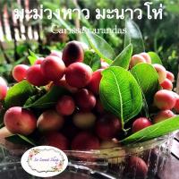 ราคา มะม่วงหาว มะนาวโห่ ผลตัดสด 500 กรัม (8766494514)