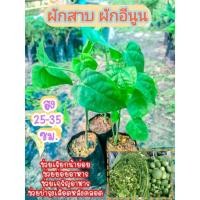 ราคา ผักสาบ ผักอีนูน สูง 25-30 ซม.ผักพื้นบ้าน รสหวานมันอมขม ผักป่าหากินยาก ไม้เถาเลื้อยพาดพันต้นไม้อื่นอายุหลายปีแตกแขนงข้าง (25470634716)