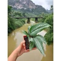 ราคา #กวักพระพรหม Schismatoglottis sp. #กวักพระพรหมป่า พร้อมส่ง นิยมปลูกเพื่อความเป็นสิริมงคล เมตตา (8968073054)