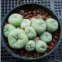 ราคา แคคตัส โลโฟ • Lopho Fricii • ฟอร์มกอ •ไม้เมล็ด (8686896928)